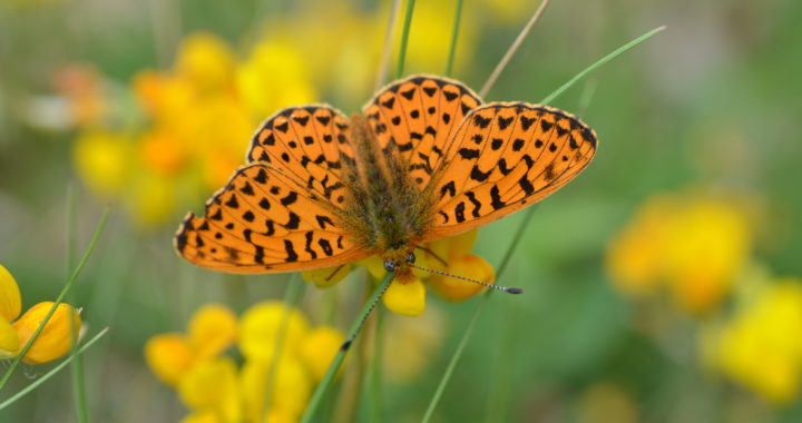 Un primissimo piano di una farfalla arancione che succhia il nettare da un fiore giallo