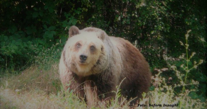 Primo piano di un orso fotografato da Sefora Inzaghi
