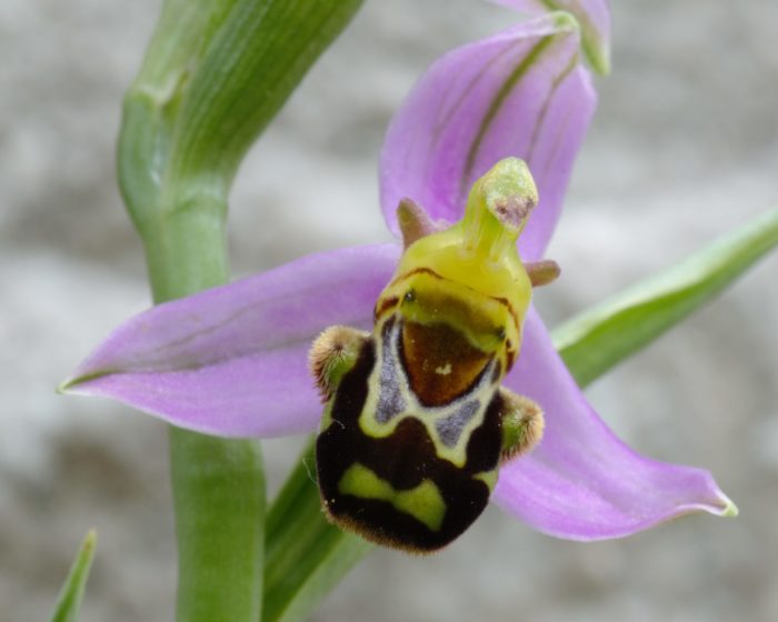 Un'ape succhia il nettare di un'orchidea viola