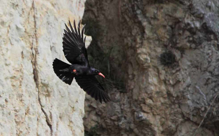 Gracchio Corallino, un uccello nero tipico delle zone abruzzesi