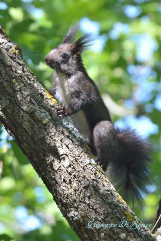 Uno scoiattolo su un albero