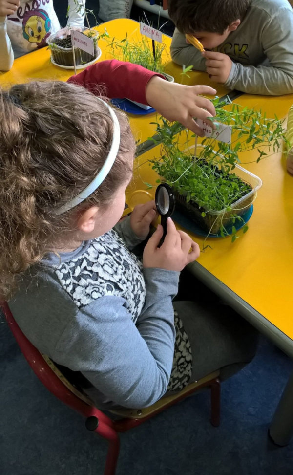 Un gruppo di bambini impara a riconoscere le piante