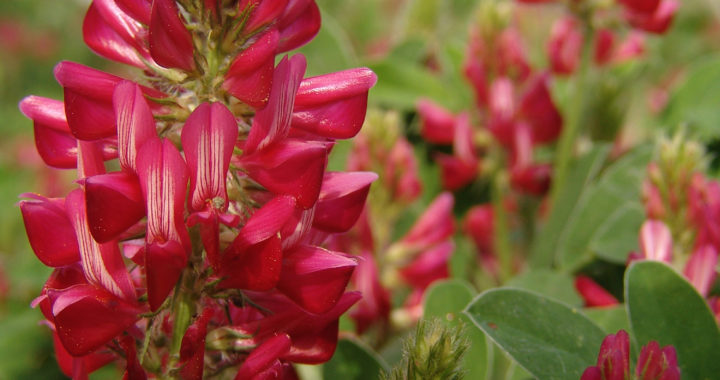 Sulla, un bellissimo fiore rosso, un grappolo di petali spicca nel prato verde nell'area protetta IAAP