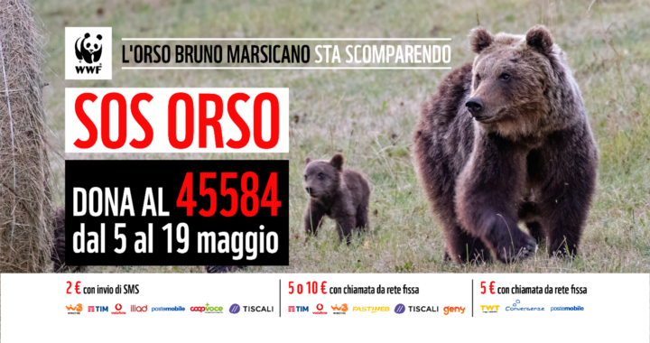 Orso con orsetto e numeri telefono campagna orso wwf