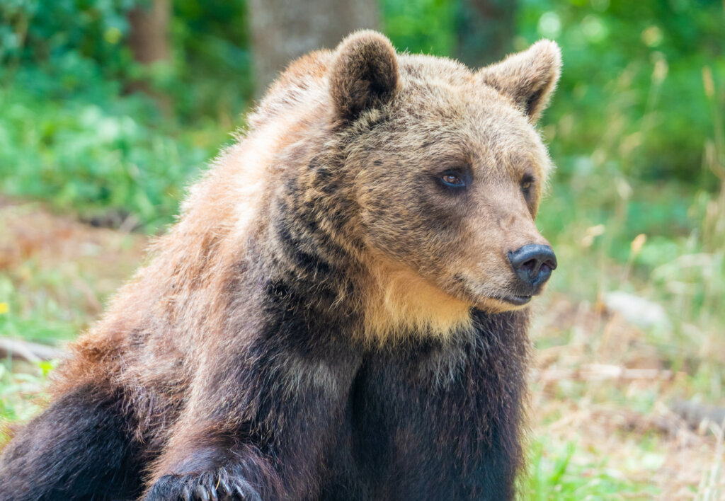 Orso Marsicano